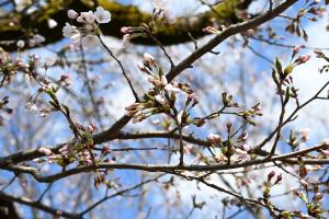 伊米神社桜の蕾