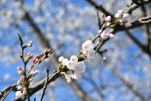 千谷工業団地・運動公園の桜の花