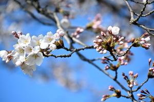 ぽっぽの里公園の桜のつぼみ