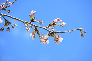 船岡公園の桜のつぼみ
