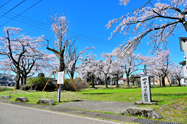 やすらぎ公園の桜