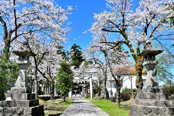 伊米神社の境内の桜