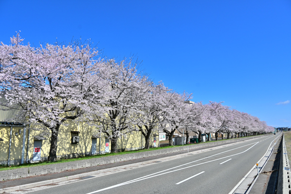 千谷工業団地の桜の画像