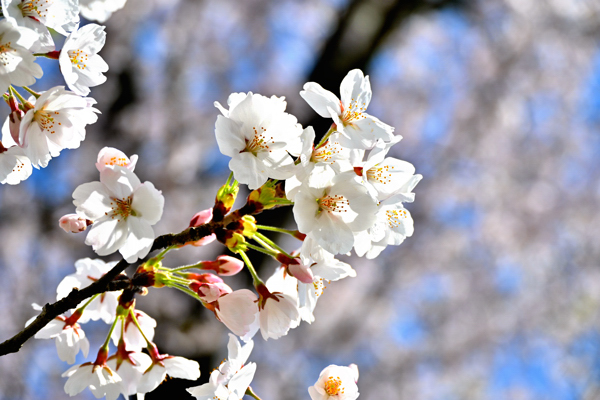 見頃を迎えた桜の枝の画像