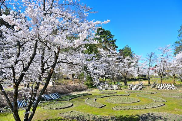 船岡公園の桜の画像