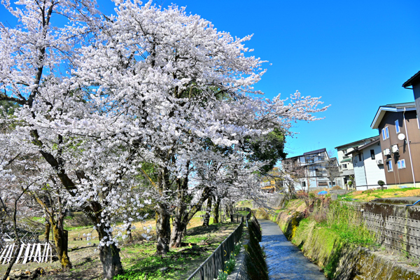 船岡公園の川沿いの桜
