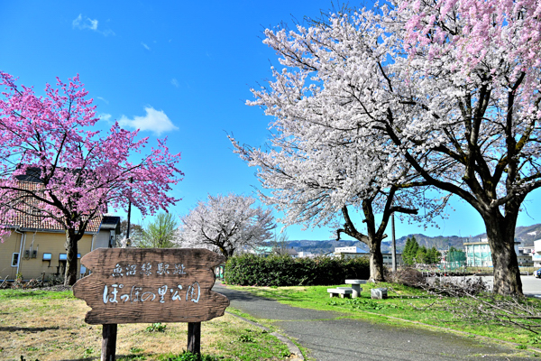 ぽっぽの里公園入口の桜