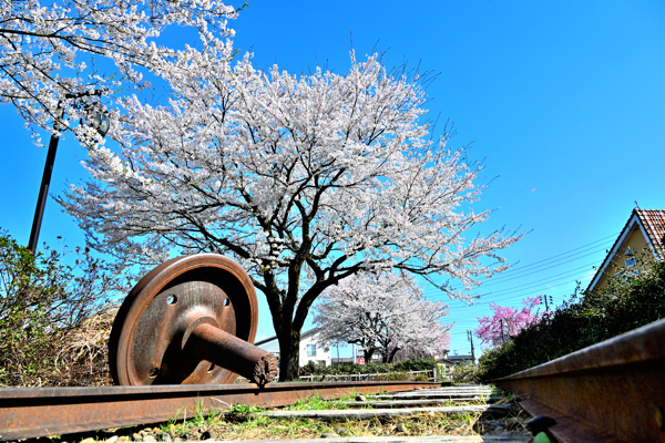 ぽっぽの里公園の線路と桜の画像