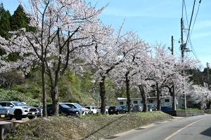桜の画像