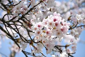 山寺の桜