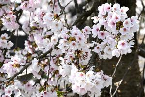 ちぢみの里の桜