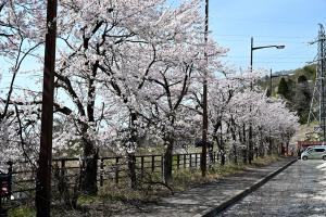 ちぢみの里の桜