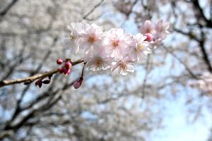 ぽっぽの里公園桜の画像