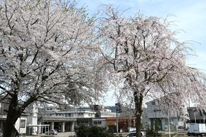 ぽっぽの里公園桜の画像