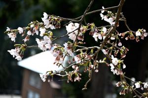 旧大崩小学校桜の画像