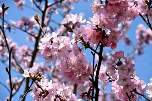 KIRARI MATTO 2000モニュメント付近の桜の画像