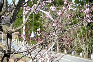 KIRARI MATTO2000モニュメントと桜の画像