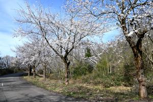 旧山本山スキー場付近の桜の画像