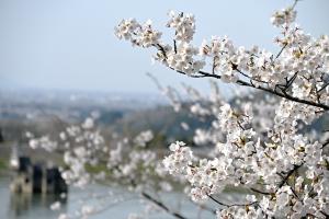 中道ポケットパークからの桜の画像