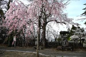 船岡公園桜の画像