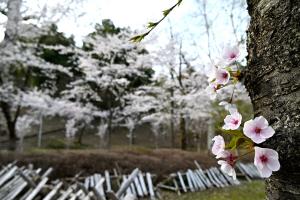 船岡公園桜の画像
