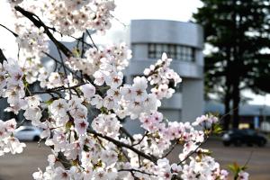 楽集館の桜の画像
