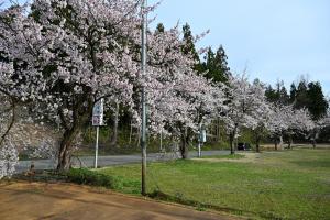 楽集館の桜の画像