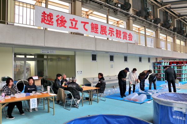 立て鯉展示鑑賞会の様子