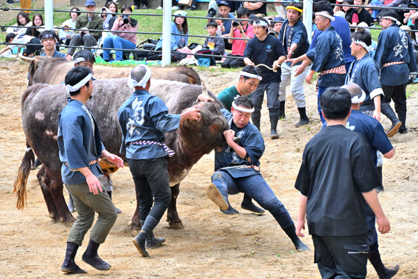 勢子が牛の鼻を必死につかんで引き分けにしている画像