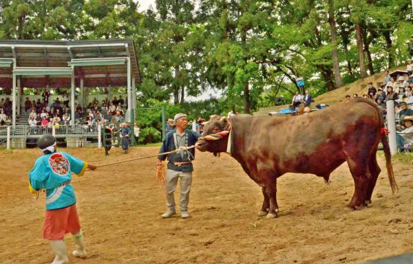 東山小学校が飼育している牛太郎の画像