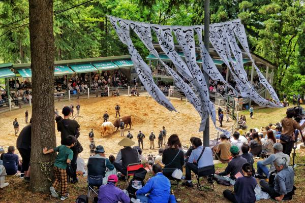 小千谷闘牛場で牛の角突きを観戦するおおぜいの観客の画像
