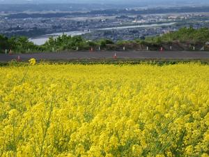 5/7菜の花畑から小千谷市街をのぞむ