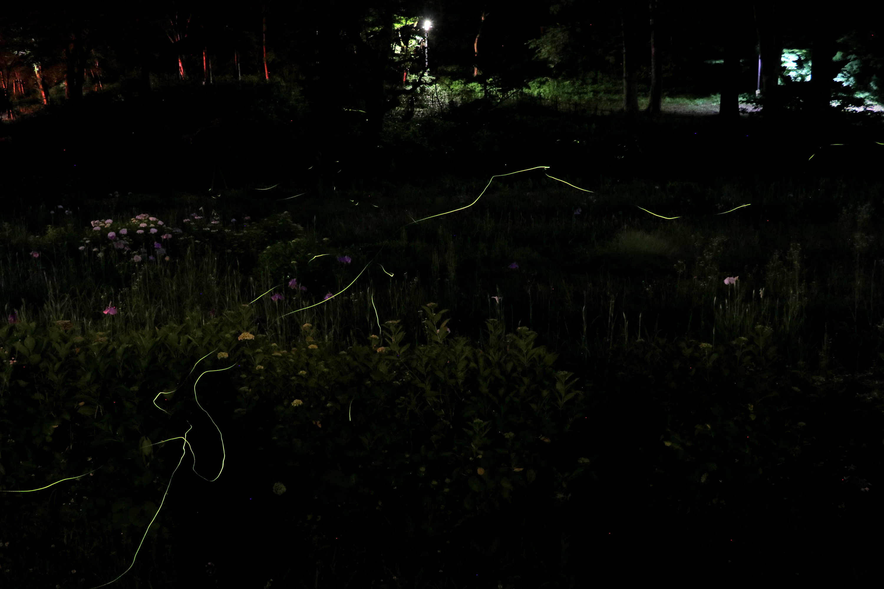 船岡公園　ホタル