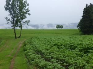 7月2日ひまわり畑　雨
