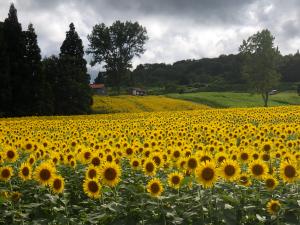 7/27畑一面のひまわりの花