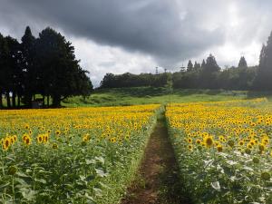 7/27通路から山頂方面