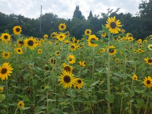 8/17山頂側ド根性ひまわり近影