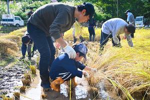 親子で稲刈りを体験している画像