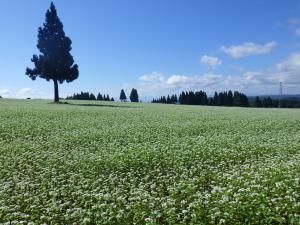 10/1山頂満開のソバの花と秋晴れの空