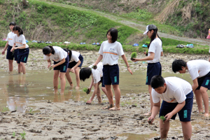 田植えを行う生徒たちの画像