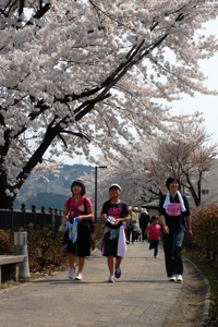 日吉遊歩道の桜並木の下を歩く参加者の画像