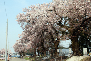 三仏生、百塚の桜の画像1