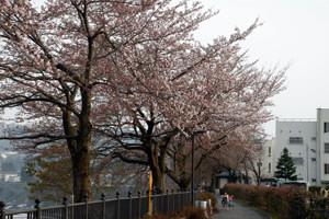 日吉ヒューマンロードの桜の画像1