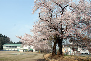 片貝小学校の桜の画像2