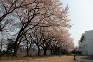 片貝中学校の桜の画像1