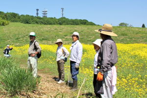 菜の花畑を歩く参加者の画像