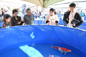 錦鯉を観賞する来場者の画像