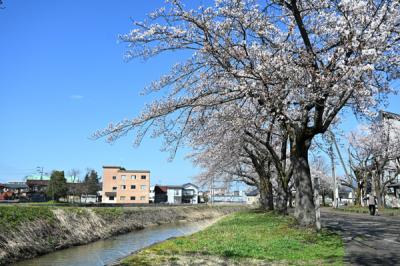 やすらぎ公園桜