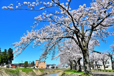 茶郷川の桜