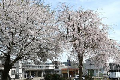 ぽっぽの里公園桜の画像